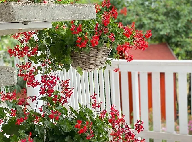 Ildiko Lak Vonyarcvashegy